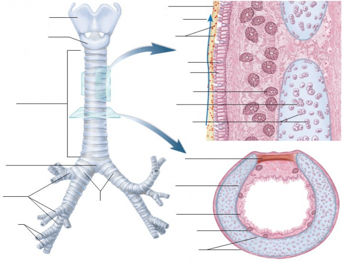 Каковы особенности строения трахеи. Трахея (trachea). Трахея препарат анатомия. Киль трахеи анатомия. Дыхательная система трахея анатомия человека.