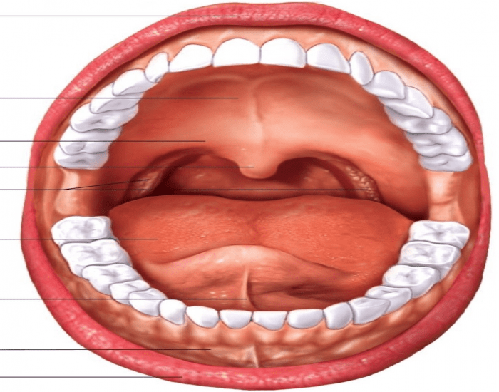 Полость рта у взрослого. Ротовая полость внутри.