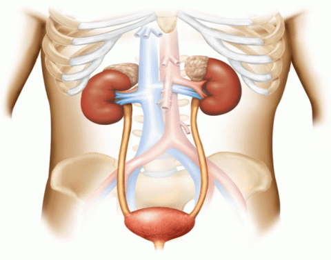 Кролог. Urinary System. Макет мочеполовой системы. Animal Urinary System. Urinary System pdf.