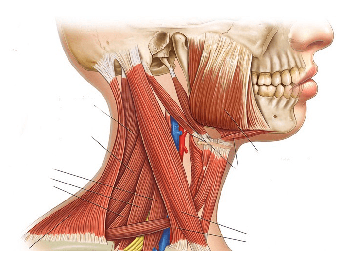 Мышцы шеи спереди фото