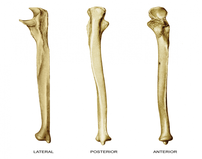 Лучевая кость фото анатомия Лучевая кость фото анатомия