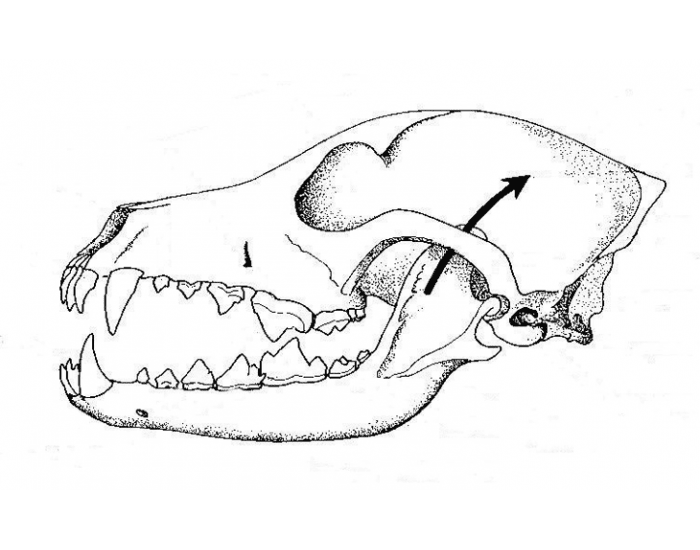 Челюсть собаки рисунок