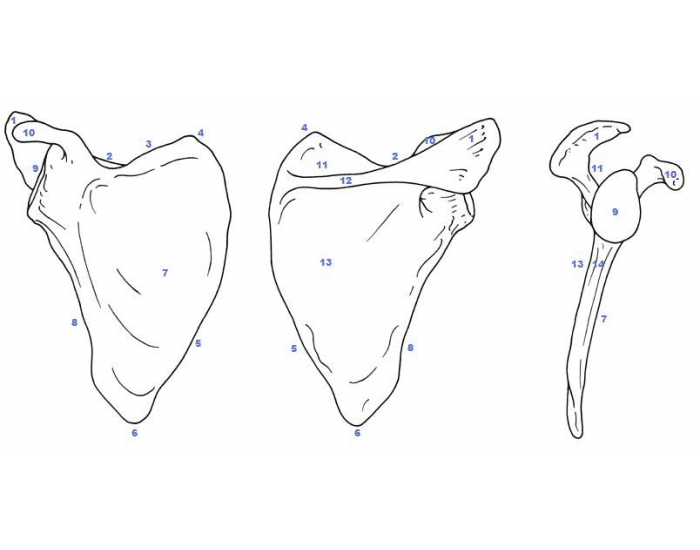 Лопатки рисунок анатомия