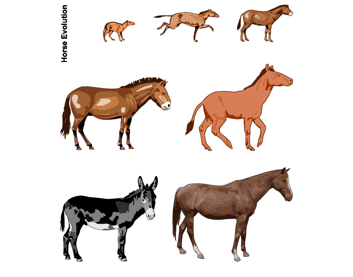 Где произошли лошади. Эволюция лошади от Эогиппуса. Эволюционирование о лошади. Эволюция развития лошади. Эволюция предков лошади.