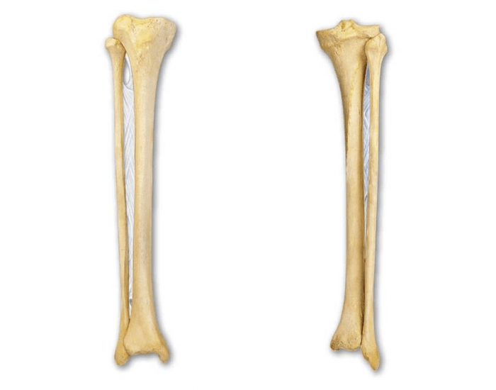 Большая кость. Малоберцовая кость (Fibula). Tibia Fibula кости. Большеберцовая кость Tibia. Большеберцовая кость кость анатомия человека.