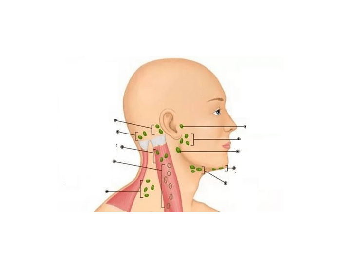 Лимфоузлы перед ухом схема расположения