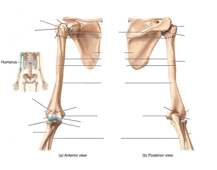 Плечевая кость анатомия. Humerus анатомия. Левая плечевая кость анатомия. Строение левой плечевой кости.