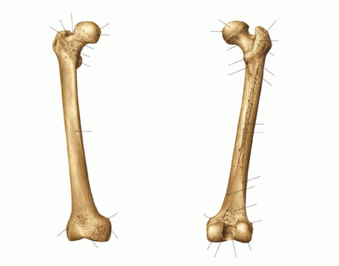 Кости бф. Бедренная кость (femur). Os femur анатомия.