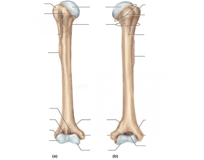 Кости 16. Os Humerus анатомия. Humerus Bone Anatomy. Плечевая кость анатомия. Crista tuberculi Majoris плечевой кости..