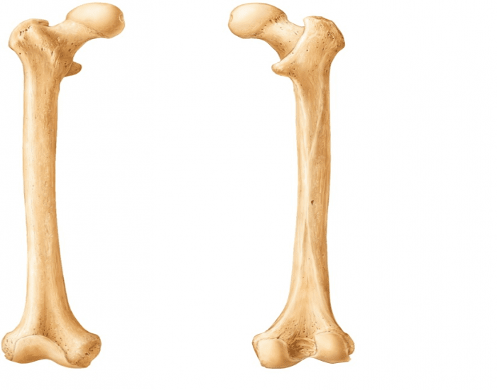 Кости бедра. Фемур кость. Бедренная кость 3д. Бедренная кость (femur). Бедренная кость 1.2 метра.