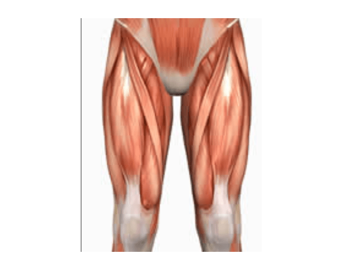 Quadriceps femoris мышца