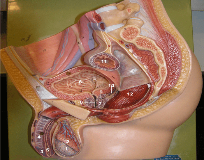 Орган мужчины видео. Внутренности влагалища. Половые органы в разрезе. Женский половой орган в разрезе. Снимки женских половых органов.