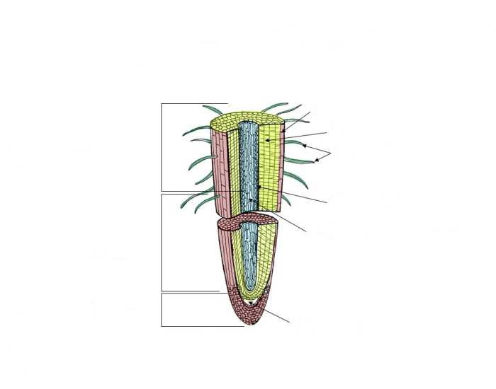 Internal root. Root structure. The structure of the root Zones. Internal structure of the root. Корни у растения вид сверху.