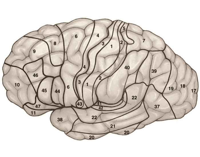 Brain карта. Поля Бродмана. Зоны Бродмана. Карта Бродмана головного мозга.