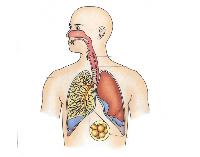 Изображение дыхательной системы человека - 95 фото
