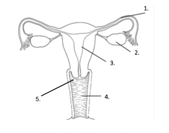 Репродуктивная женская половая система. Схема женской репродуктивной системы. Органы женской половой системы. Женская репродуктивная система. Мужская и женская репродуктивная система анатомия.