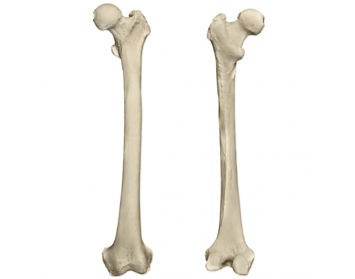 Удлиненная кость. Кость Humerus. Бедренная кость анатомия человека. Бедренная и плечевая кость. Диафиза правой бедренной кости.