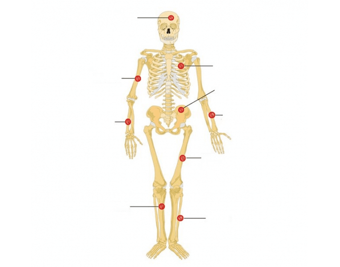 Cuántos huesos tiene aproximadamente el cuerpo humano de un adulto