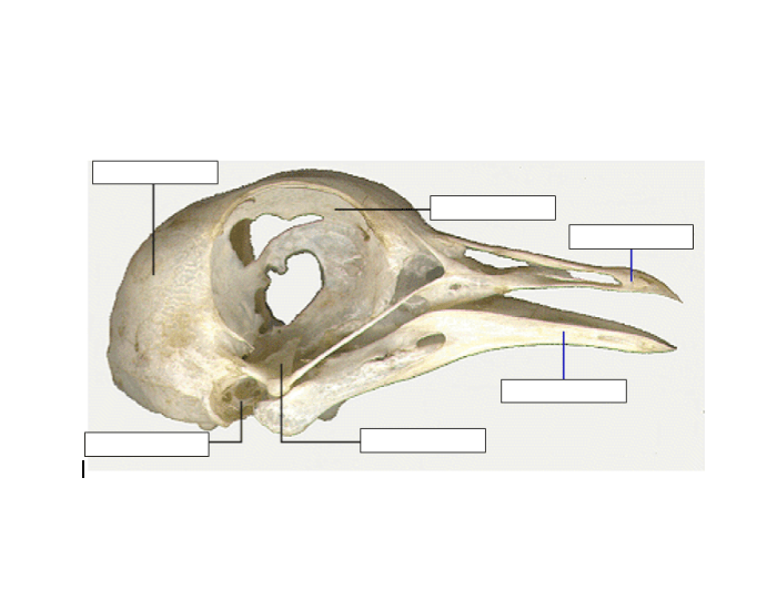 Функции черепа у птиц