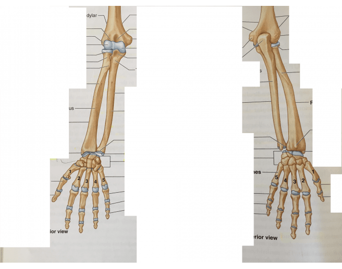 Соединения локтевой кости. Лучевая кость анатомия скелет. Кости предплечья лучевая кость. Предплечье локтевая и лучевая кость. Лучевая кость на руке анатомия.