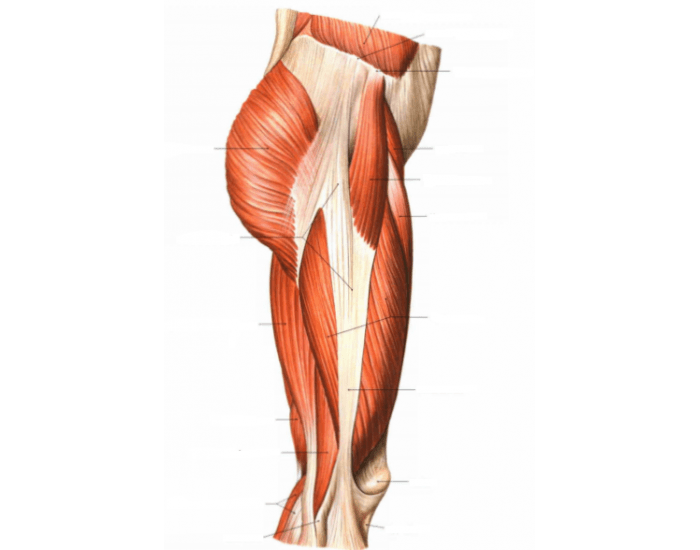 Biceps femoris muscle