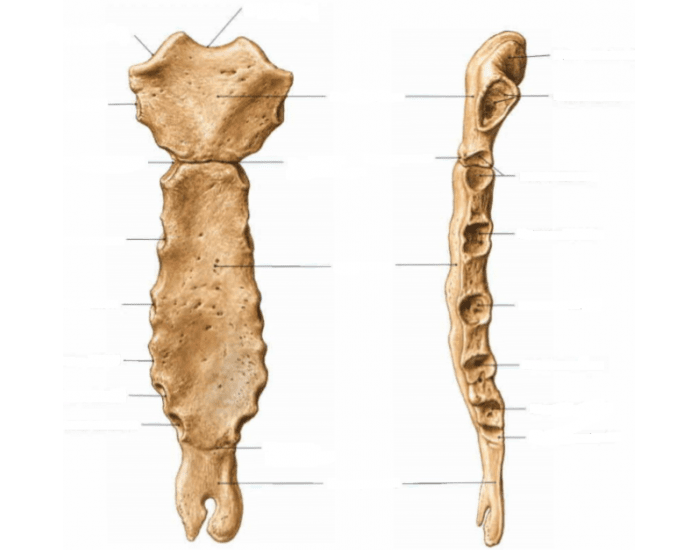 Грудная кость фото. Грудина sternum. Angulus Sterni. Грудина анатомия. Sternum анатомия.