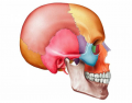 ks3 light worksheet The Adult Skull... Lateral View
