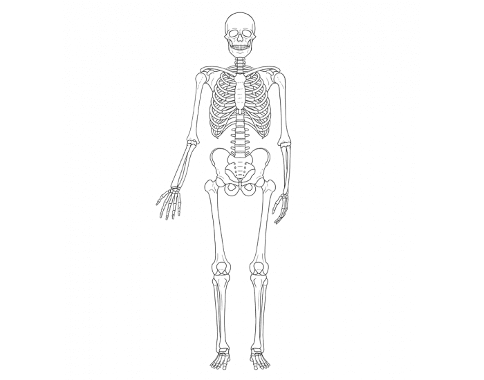 Скелет человека нарисовать легко