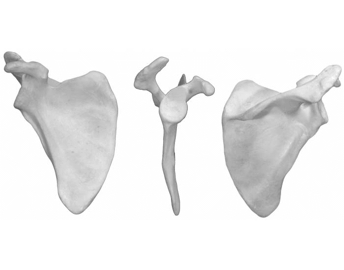 Лопатка анатомия. Лопатка scapula. Лопатка scapula 3d. Os scapula. Scapula медунивер.