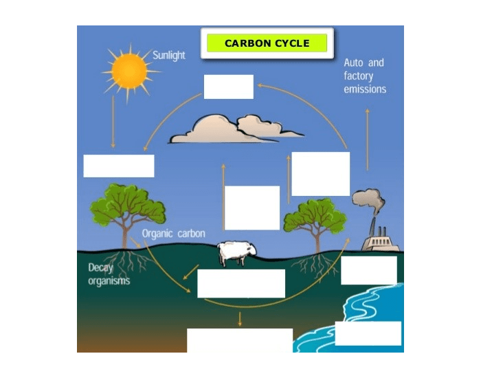 Match the labels on the diagram. Carbon Cycle diagram. Carbon Cycle. Геохимический цикл углерода. Label the diagram.