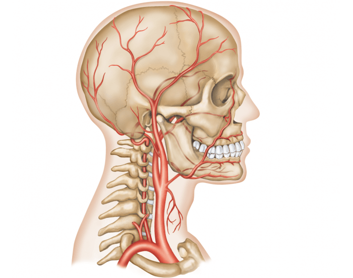 Позвоночные артерии фото рисунок