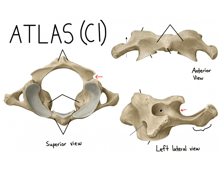 Atlas os. Atlas c1. Atlas c1 позвонок. C1 vertebrae. C1 Atlas Parts.