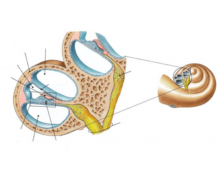 Мембраны внутреннего уха. Кортиев орган в улитке внутреннего уха. Кортиев орган внутреннего уха анатомия. Строение внутреннего уха Кортиев. Улитка уха Кортиев орган.