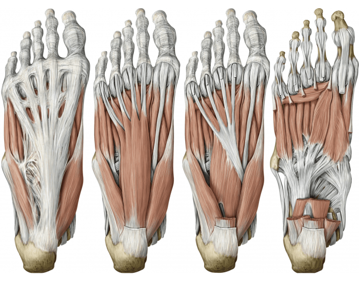 Подошвенный апоневроз. Подошвенный апоневроз стопы анатомия. Подошвенный апоневроз aponeurosis plantaris. Подошвенная фасция анатомия. Плантарная фасция анатомия.