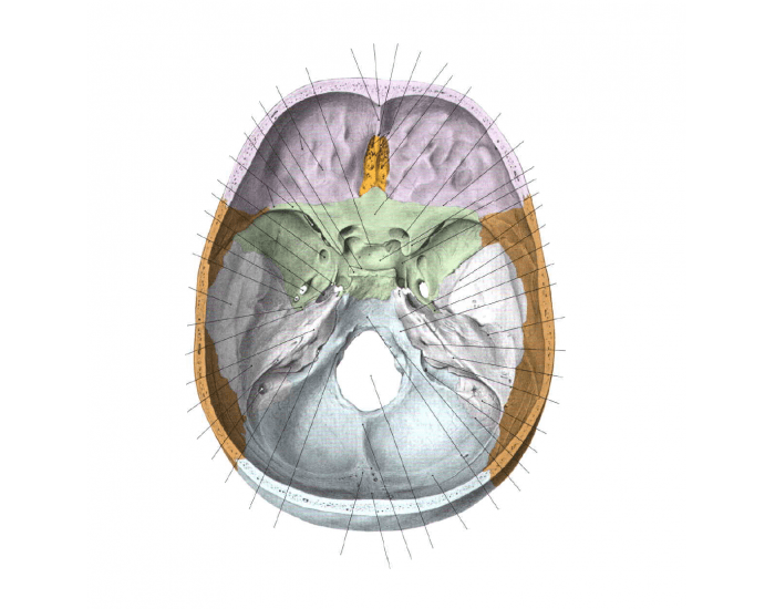 Внутри основания. Fissura sphenopetrosa. Fissura petrooccipitalis. Basis cranii interna.