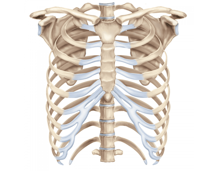 Грудная клетка фото. Sternum анатомия. Manubrium Sterni. Angulus Sterni. Triangularis sternum.