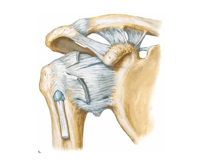 Связки плечевого сустава анатомия