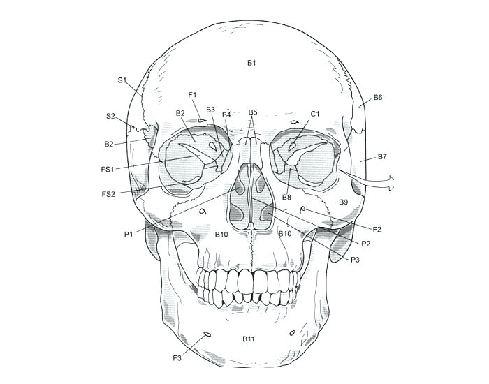 Строение черепа рисунок. Череп раскраска анатомия. Череп схематично. Череп человека для распечатки. Череп черно белый анатомия.