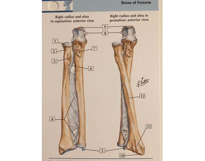 Предплечье на скелете. Кости скелета предплечья. Кости предплечья анатомия человека. Строение костей предплечья. Кости предплечья правого строение.