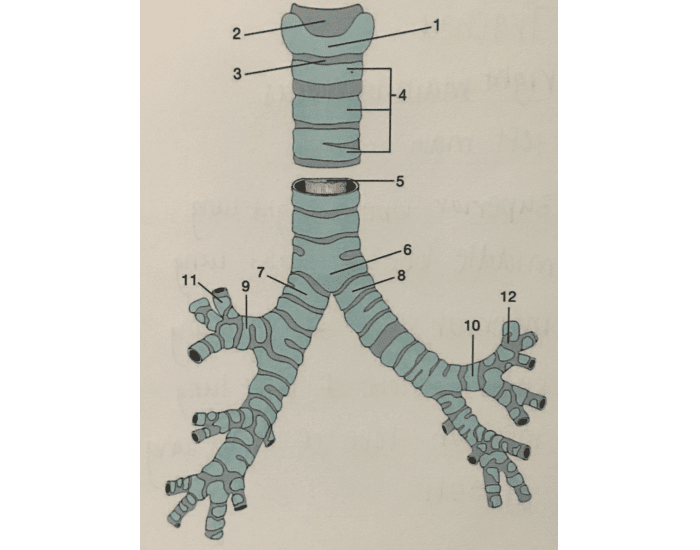 Какой цифрой на рисунке обозначена трахея