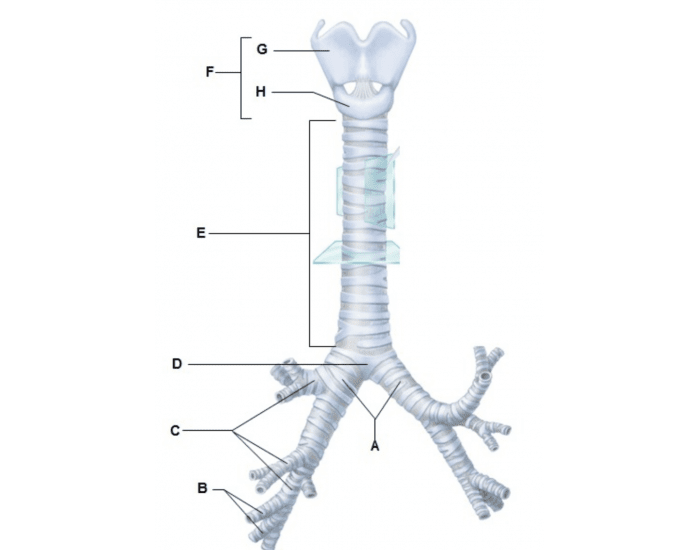 Трахея. Trachea Anatomy.