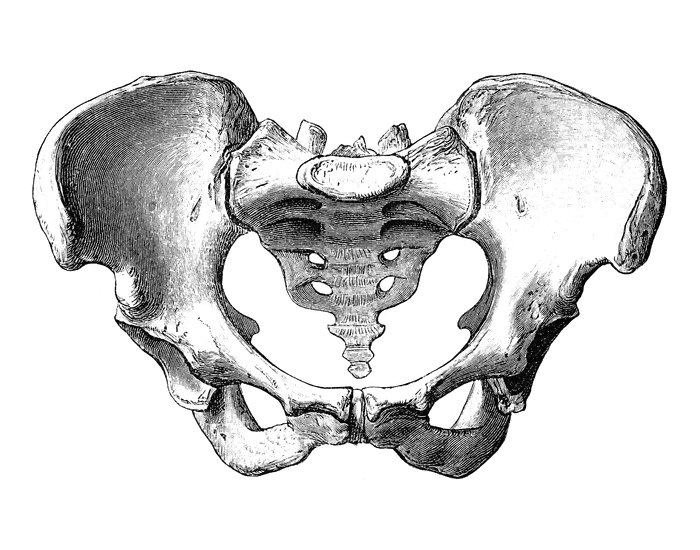 Тазовая кость рисунок