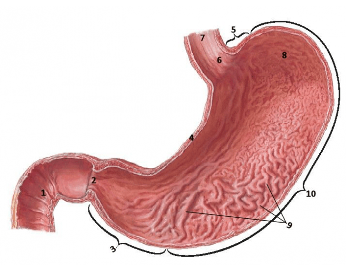 Покажите картинки желудок. Желудок анатомия Синельников. Гипертрофический гастрит.