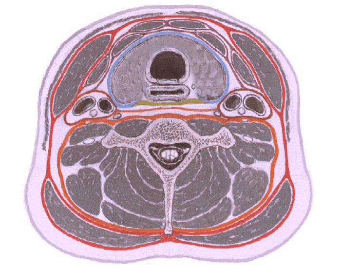 Фасции шеи рисунок