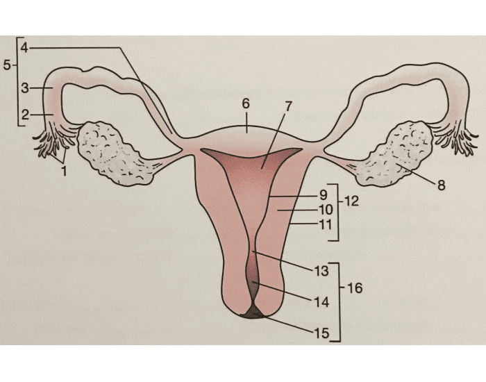 1 женская половая система. Женская половая система. Репродуктивная система женщины. Женская половая система анатомия. Схема строения женской половой системы.