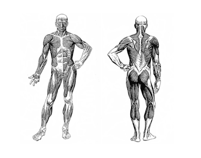 Анатомия мышечной системы. Мышечная система человека. Мышечная система человека в полный рост. Мышечная система человека рисунок. Мышечная система чб.