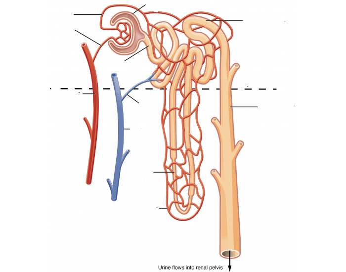 Строение нефрона человека рисунок с подписями