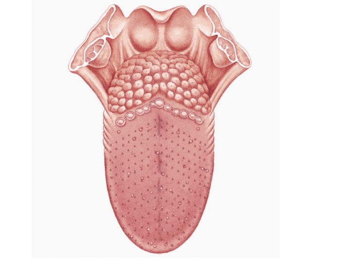 Язык анатомия. Вкусовые сосочки языка анатомия.