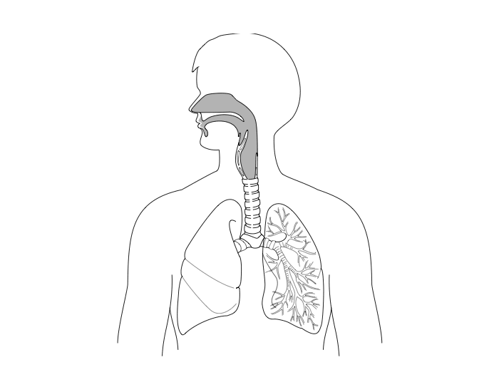 Дыхательная система рисунок без подписей