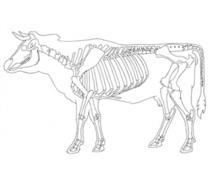 Скелет коровы рисунок